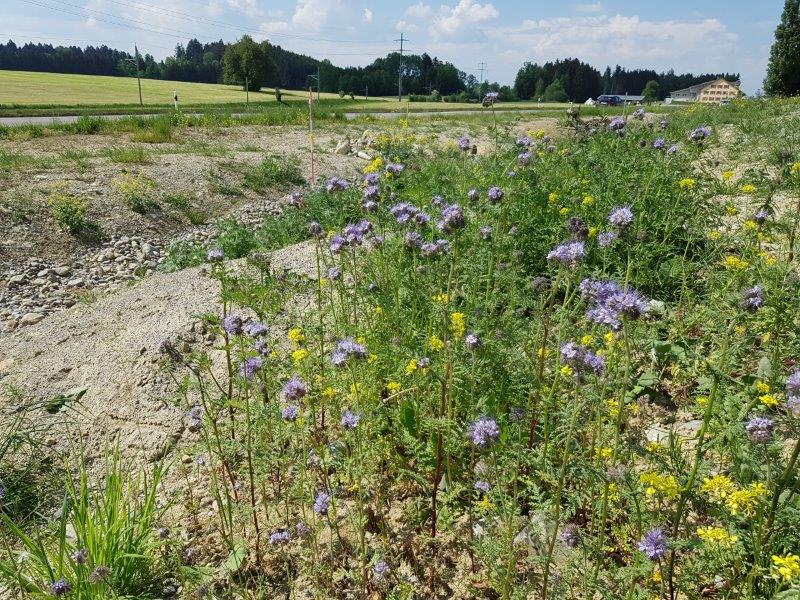 Wildblumenwiese